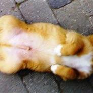 Sigurd, min glade ven