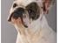 Bla hunde i studie