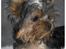 Bla hunde i studie