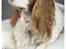 Bla hunde i studie