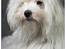 Bla hunde i studie