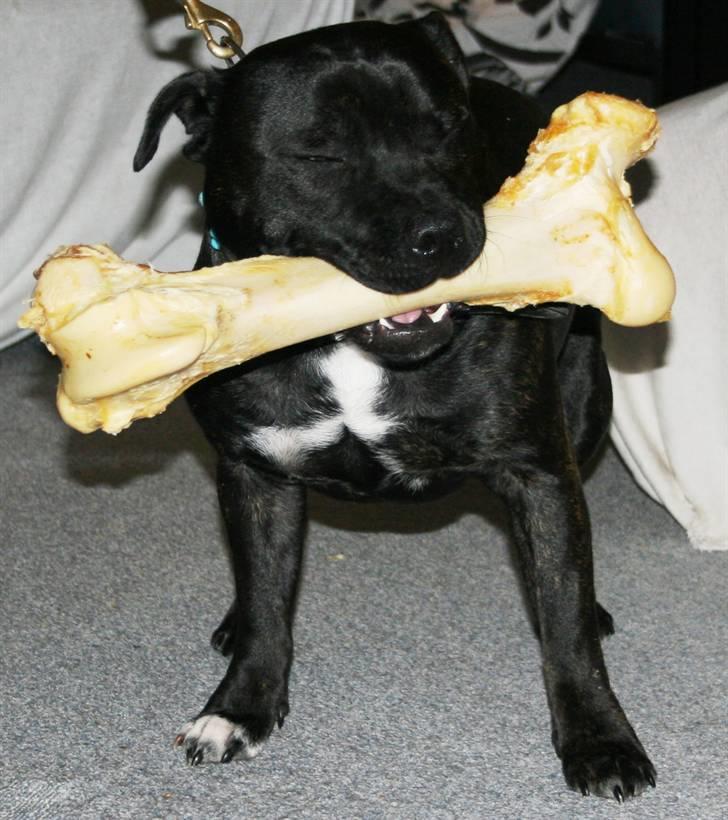 Devil og Nasty - Mor må jeg åbne øjnene nu, og se hvad julemanden har givet mig i min julesok?? billede 49