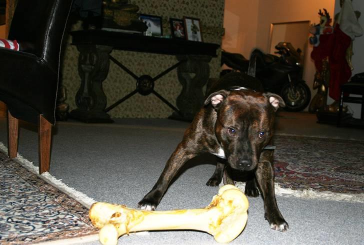 Devil og Nasty - Devil ved slet ikke hvilket ben han skal stå på billede 50