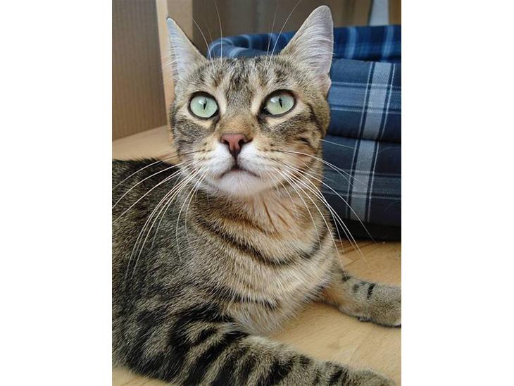 {{currentPhoto.altText}} billede {{currentPhoto.number}}