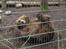 Aalborg Zoo med hundene - Stoor bamse der ligger derinde.. godt der er hegn imellem.. så tør vi godt spille smarte overfor den