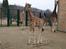 Aalborg Zoo med hundene