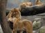 Aalborg Zoo med hundene - Løvefar giver lige løvemor en krammer.. Jeg vil gerne lege med de to små løver..
