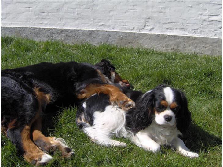 {{currentPhoto.altText}} billede {{currentPhoto.number}}