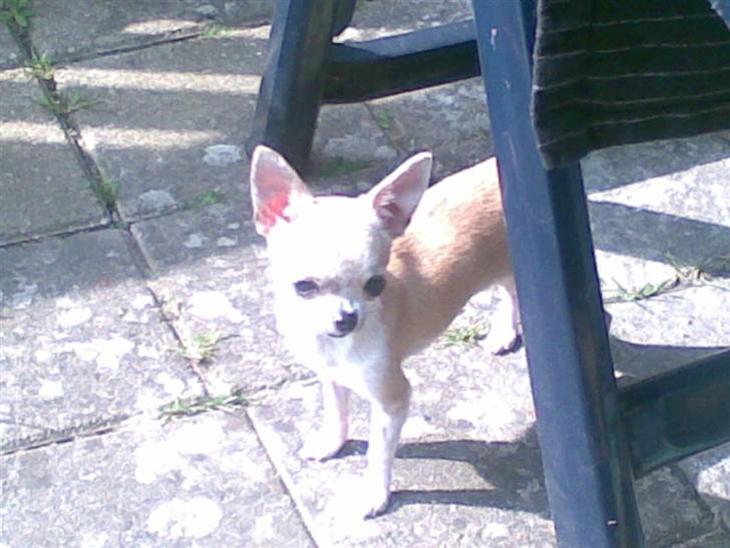 {{currentPhoto.altText}} billede {{currentPhoto.number}}