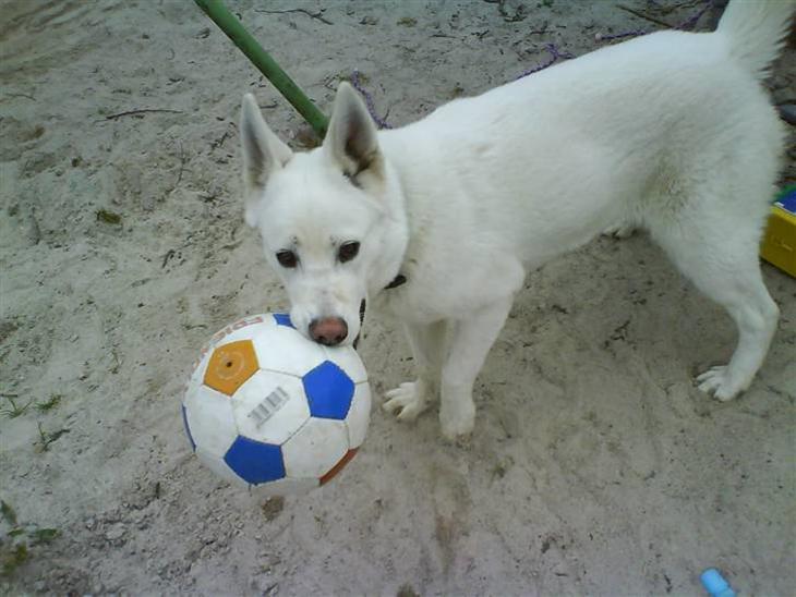 {{currentPhoto.altText}} billede {{currentPhoto.number}}