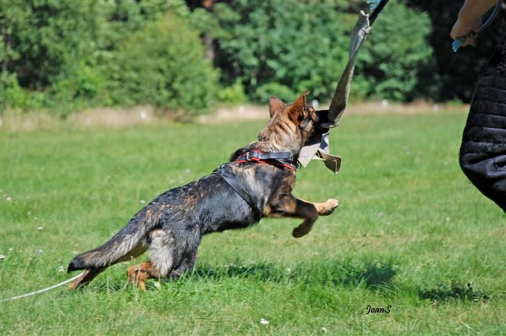 Smukke hundebilleder - Mis leger med bideskind som 7 mdr. gammel. billede 3