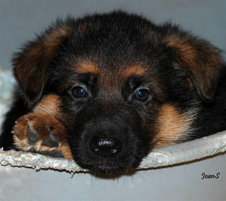Smukke hundebilleder - Rask Yascho 6 uger gammel, ligger og betragter sin mor og søskende billede 4