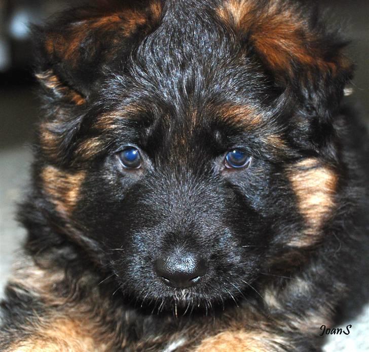 Smukke hundebilleder - Lille forkælet enebarn fra kennel Arijel billede 5