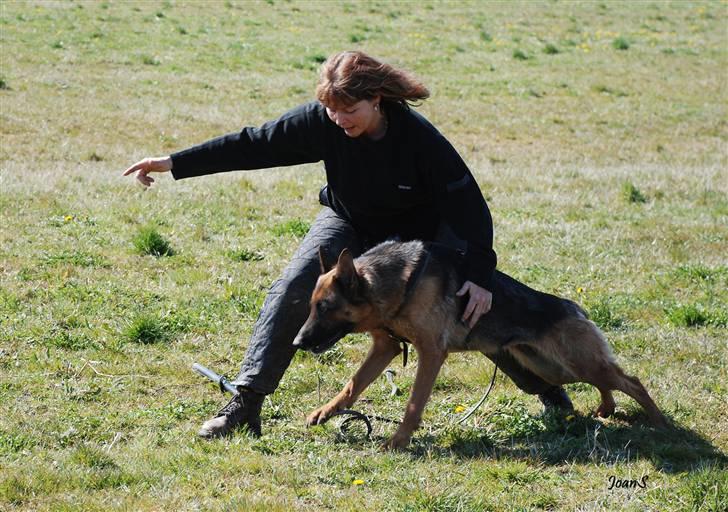 Smukke hundebilleder - Dorthe og Arijels Timmi kan andet end at være smukke billede 6