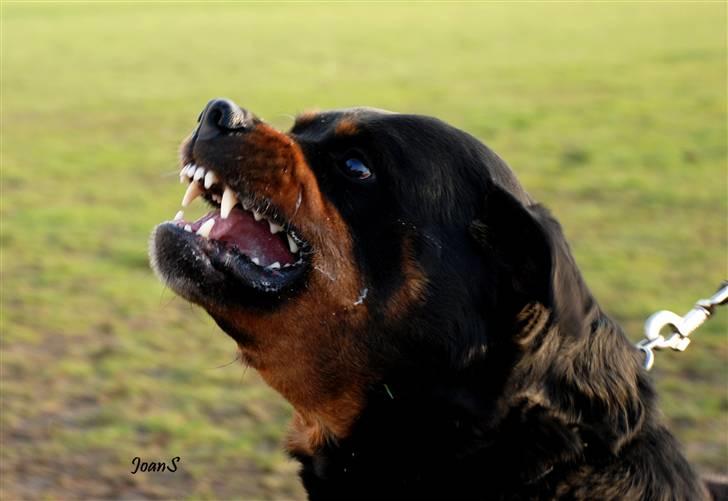 Smukke hundebilleder - Arzanon Orbie kan se rigtig ond ud når han er sur, til gengæld ser han rigtig sød ud når det passer ham billede 7