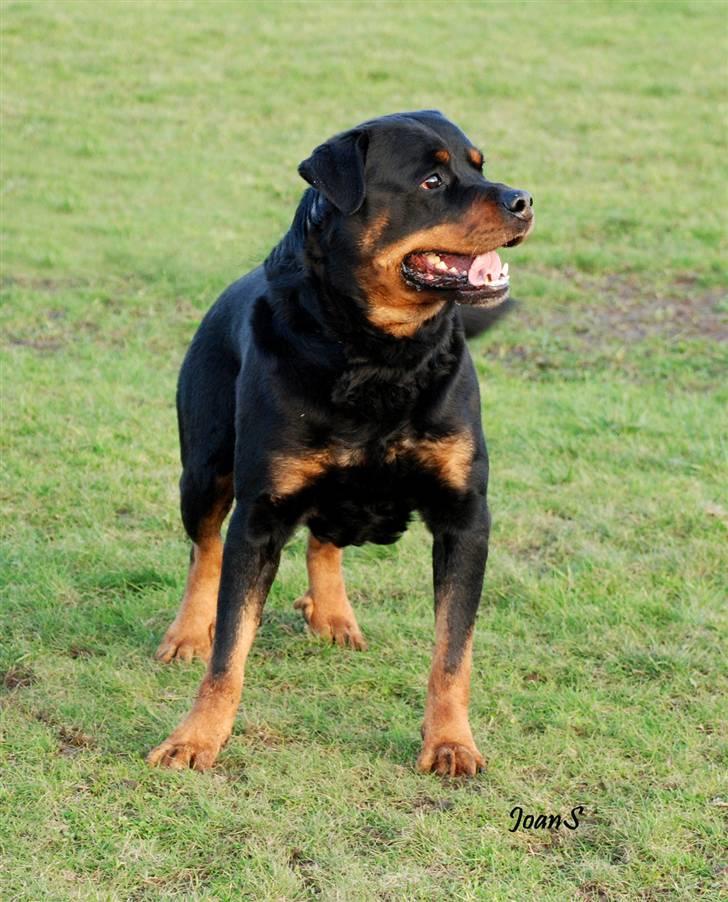 Smukke hundebilleder - Arzanon Orbie er en smuk Rottweiler der er blevet far til flere gode kuld hvalpe billede 8