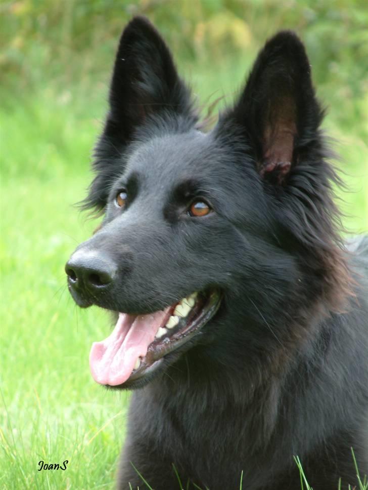 Smukke hundebilleder - Degn's Zara er en utroligt fotogen og har været på forsiden af Politihundeforeningens blad flere gange. Hun er samtigt en hund der er sjov at træne med, hun har deltaget i mange konkurrencer og er i Patruljeklassen med en halv oprykning til kriminalklassen. billede 9