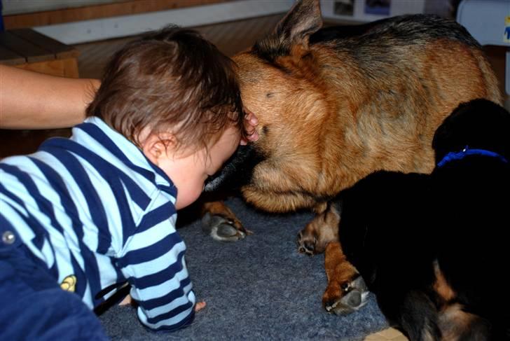 Smukke hundebilleder - Emil på 1 år skulle besøge Priscilla og hendes hvalpe. Prisca mente åbenbart at han kunne indlemmes i børneflokken, så når hvalpene trængte til at blive vasket, så gjorde Emil det også. billede 10