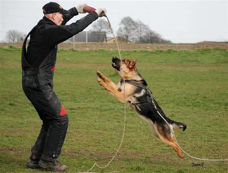 Smukke hundebilleder - Priscilla datter - Yasmina (Jessie) er her 7 måneder og til forsvarstræning. Hun er ved at være rigtigt dygtig til at fange byttet - her i form af en bidepølse. billede 11