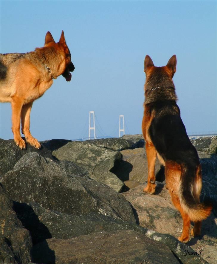 Smukke hundebilleder - Rask Grace Kelly - mor til Priscilla, er her ved storebælt sammen med sin halvbror Jason. billede 12