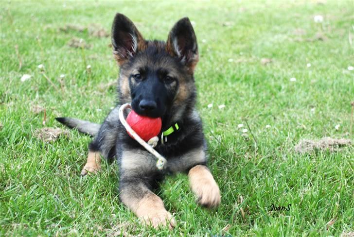 Smukke hundebilleder - Mis - et par uger efter, med sit allerbedste legetøj billede 2