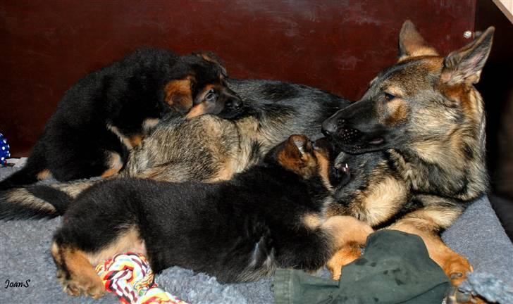 Smukke hundebilleder - Mis er verdens bedste "storesøster" for hvalpene, så når Prisca trænger til en pause, så suser Mis ned i legerummet og passer hvalpe. billede 13
