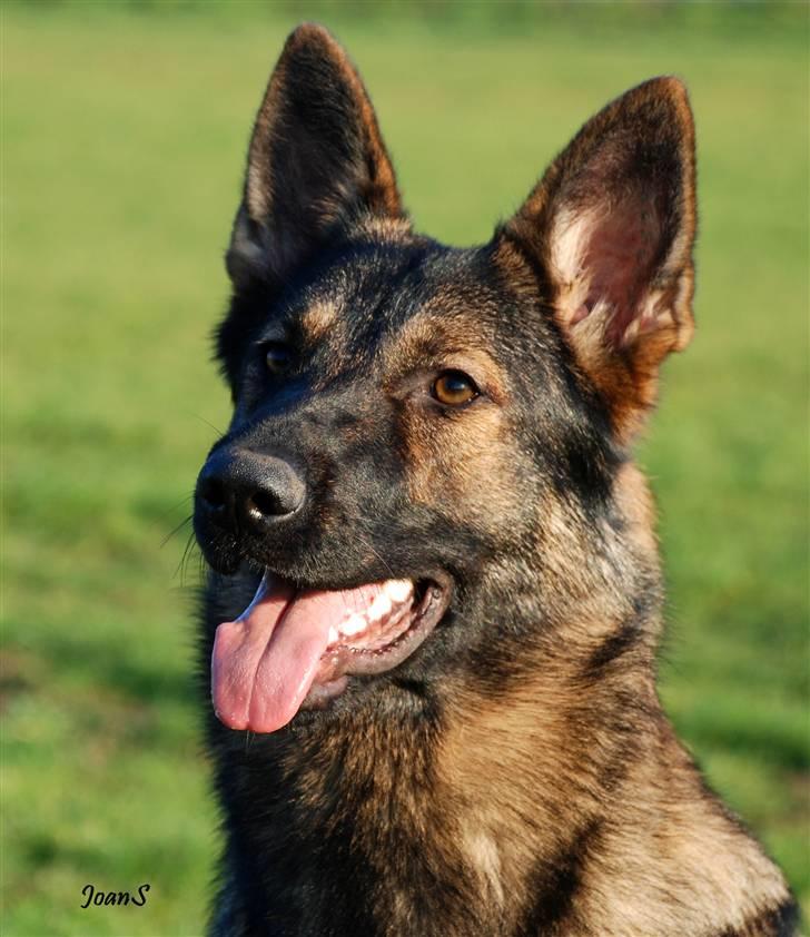 Smukke hundebilleder - Mis er her ca. 1 år gammel. billede 14