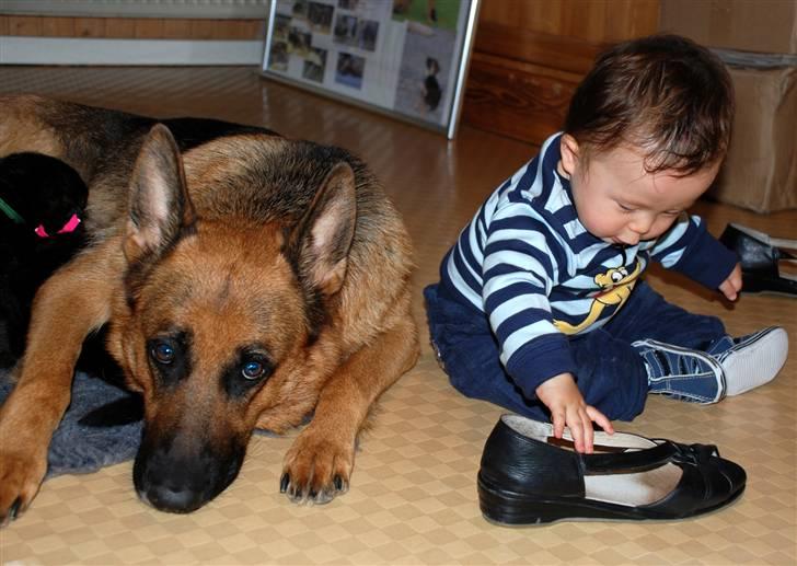 Smukke hundebilleder - Her er det igen Emil der er på besøg hos Prisca og hvalpene, men lige nu er han vist i tvivl om det er en hvalp eller hvad. billede 15