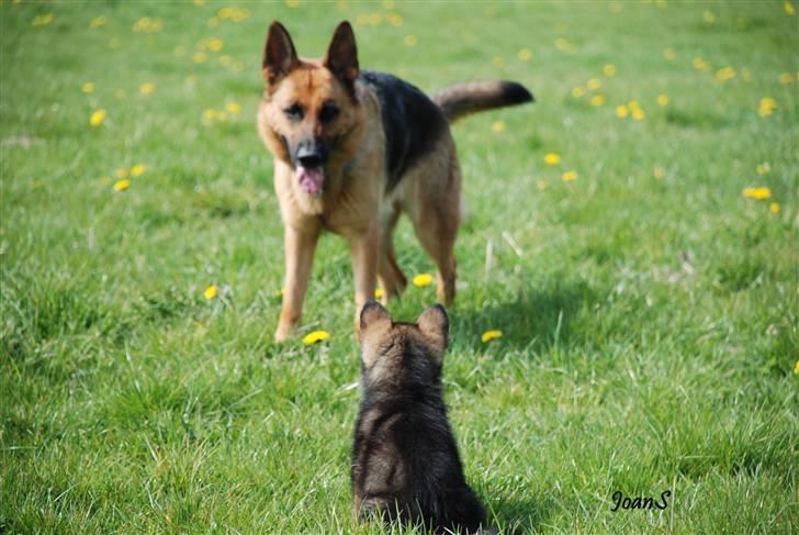 Smukke hundebilleder - Mis og "mor" Prisca leger billede 16