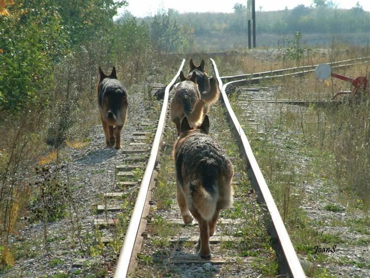 Smukke hundebilleder - Billedet hedder Rask-hunde på sporet. billede 17