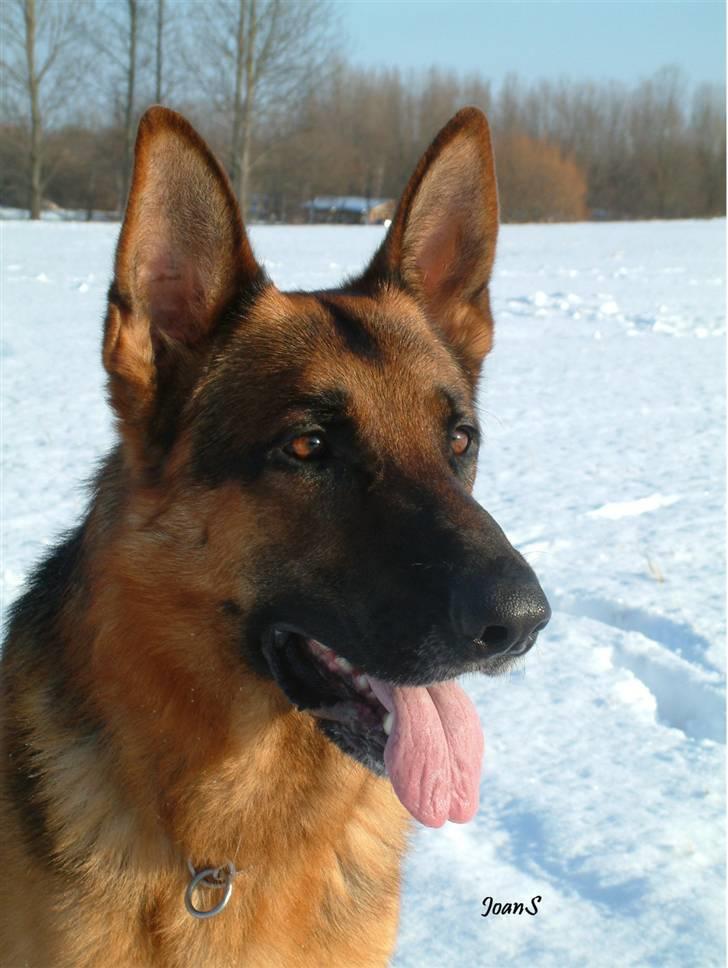 Smukke hundebilleder - Rask Jason er en herlig smuk hanhund, der kunne havde drevet det langt, hvis han ikke havde fået en rygskade som ung, så nu er han den der passer på huset, tøserne og hvalpene når der er nogen. billede 18