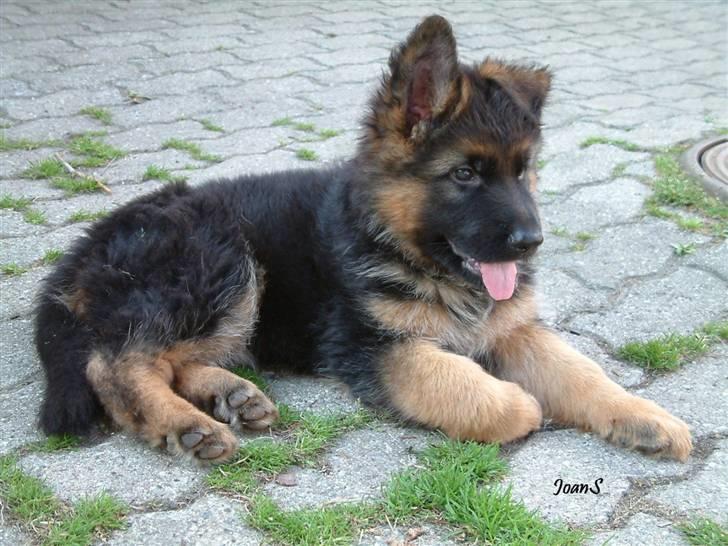 Smukke hundebilleder - Rask Micon var enebarn - og vist nok den mest forkælede og velopdragne hvalp der nogensinde er solgt 8 uger gammel. billede 19