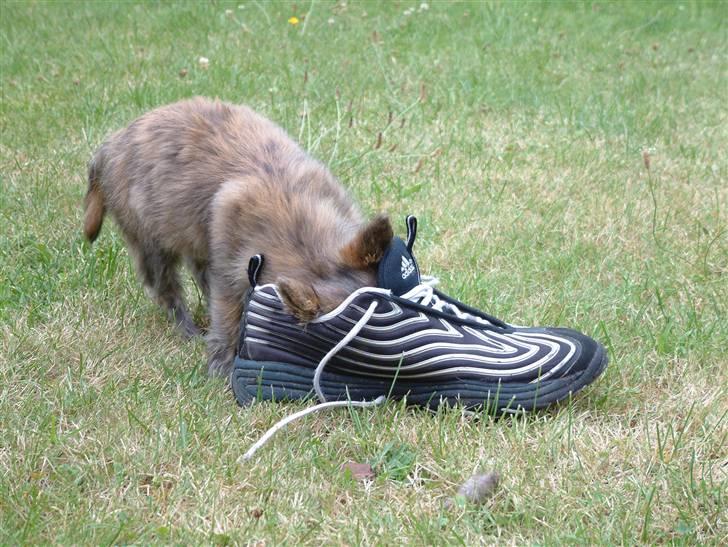 Smukke hundebilleder - Lille Cora Cairnterrier - en ven af huset. Her har hun besøg af en voksen mand der bruger str.47 i sko - og det mener hun sagtens at kunne bruge som hundehus. billede 20