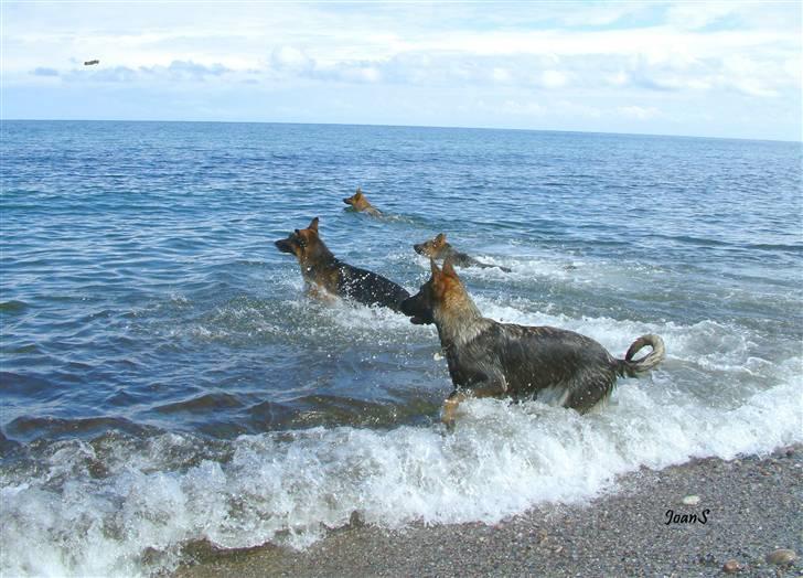 Smukke hundebilleder - 4 hunde på ferietur på Sjællands Odde. billede 21
