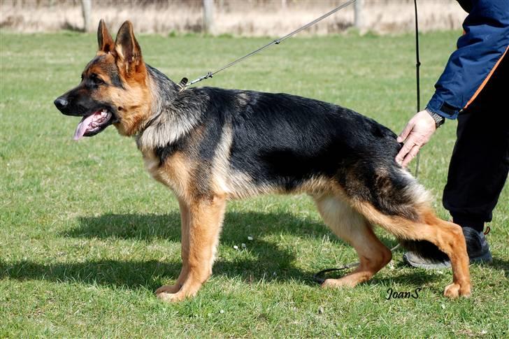 Smukke hundebilleder - Rask Yascho 7 måneder gammel, bror til Yasmina. Han kan gøre en god udstillingskariere. billede 22