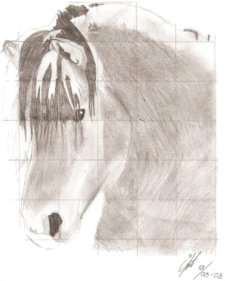 Blyantstegninger - Tegning af Fjordhest
Scannet billede 11