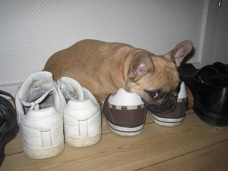 {{currentPhoto.altText}} billede {{currentPhoto.number}}