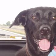 Blandede billeder af Mille