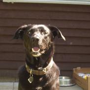 Blandede billeder af Mille