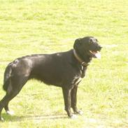 Blandede billeder af Mille