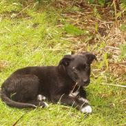 Blandede billeder af Mille