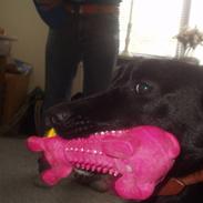 Blandede billeder af Mille