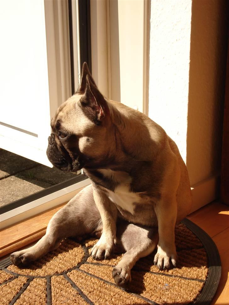 Sidde pænt billede 1