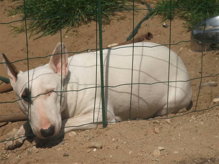 "Grimme" hunde... Eller Sjove om du vil...  billede 50