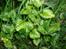 Bund planter Sidsel
