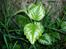 Bund planter Sidsel