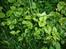 Bund planter Sidsel
