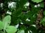 Bund planter Sidsel
