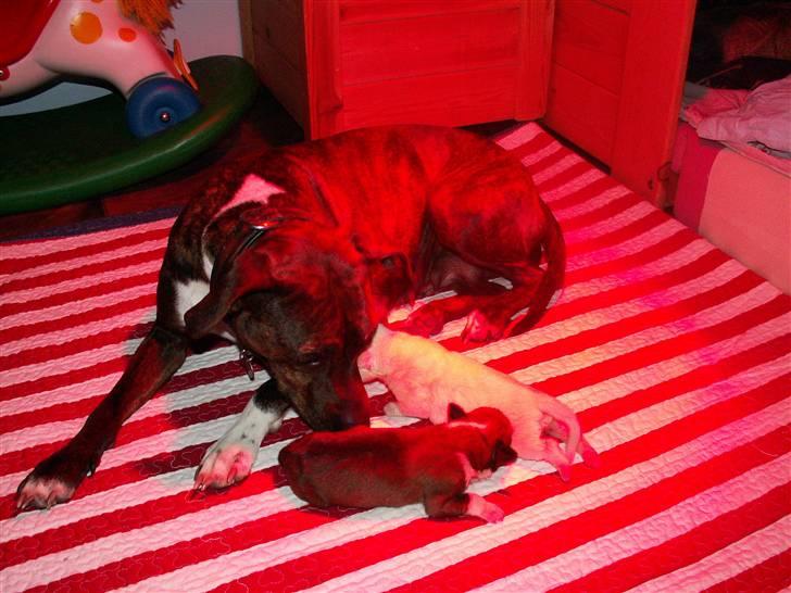 Ida og boxerhvalpe - Det røde lys er fra varmelampen billede 15