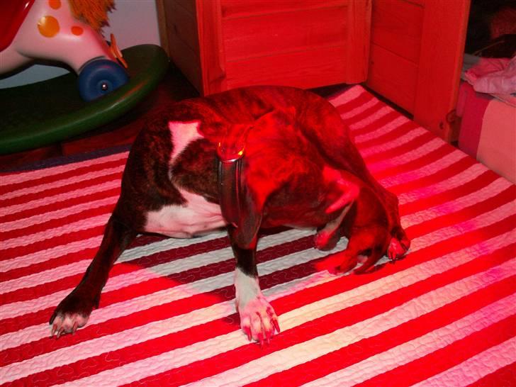 Ida og boxerhvalpe billede 16